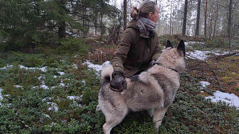 Daniela Andersson och hunden Orvar är i en skog och spanar efter en hare som försvinner i skogen.