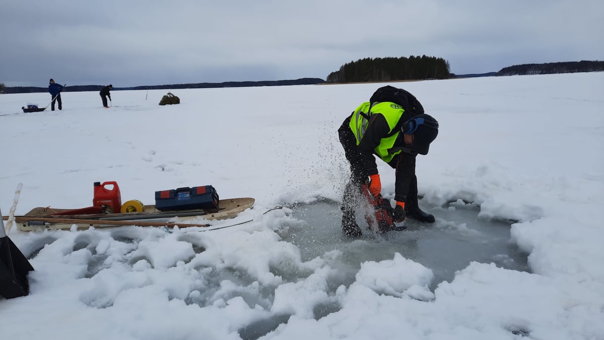 Talkoolainen sahaamassa avantoa joulukuusten upottamista varten Sunisenselällä Saimaalla