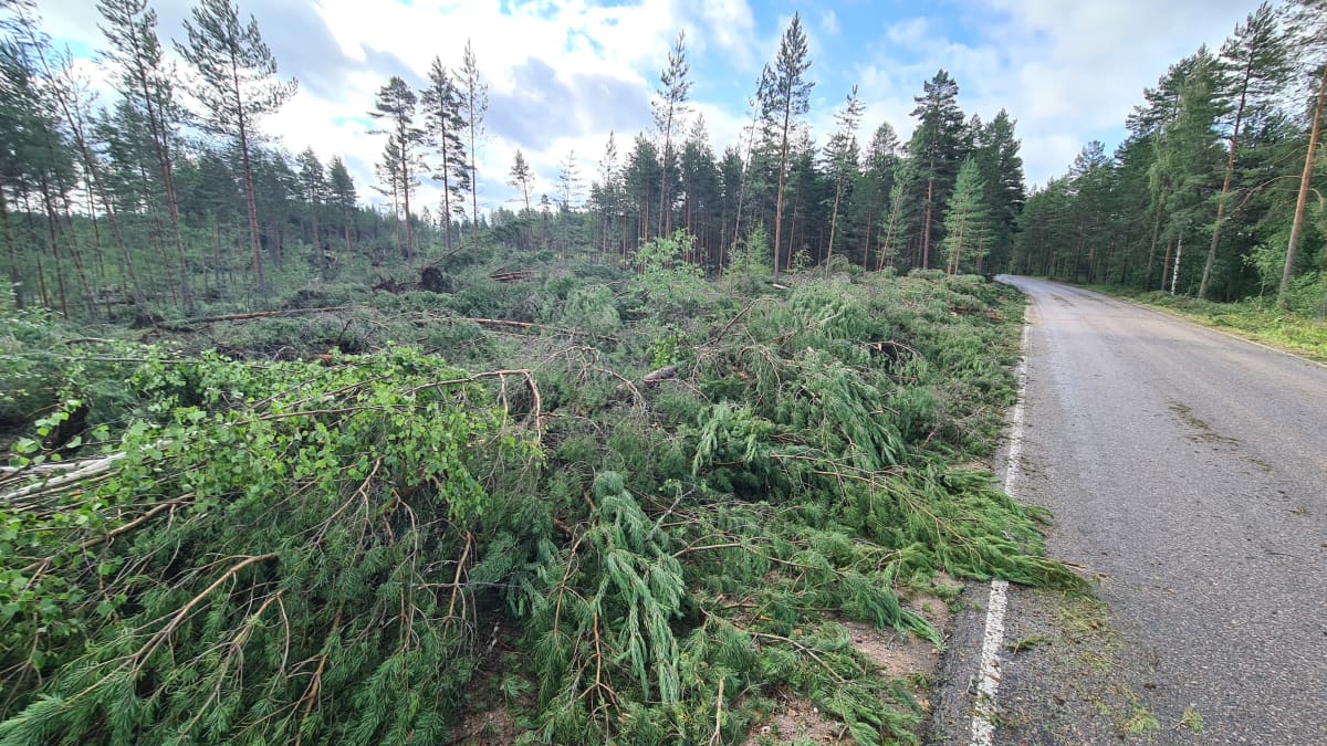 Kaatuneita ja tieltä raivattuja puita metsässä Mäntyharjuntien varressa Jaalassa.