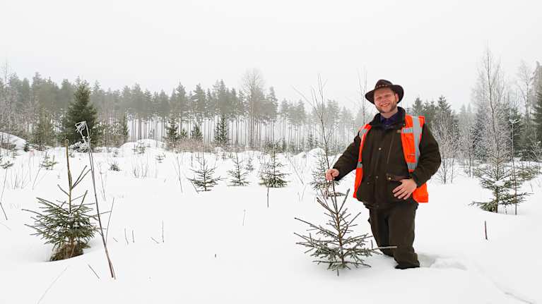 Små granar i snöig skog, en man håller i toppen på en av dem.