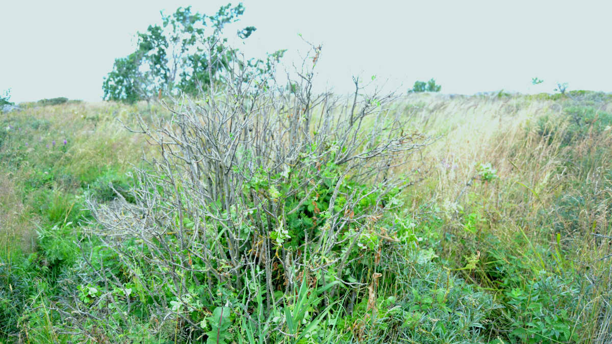 Kurtturuusua saaristossa