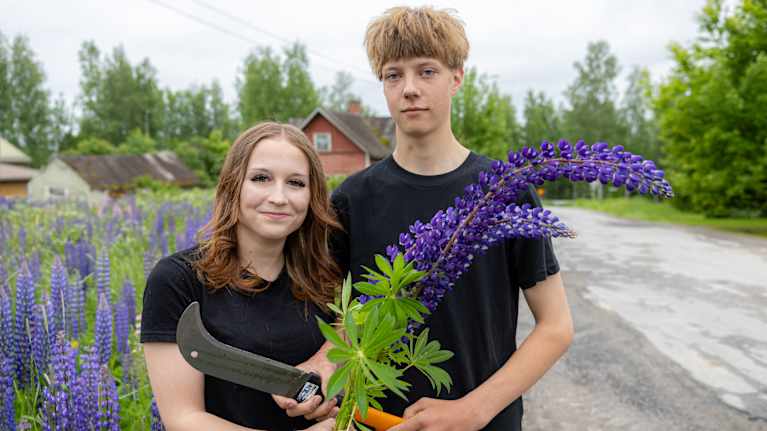 Lapualainen pariskunta niittää lupiineja teiden varsilta palkkiota vastaan.