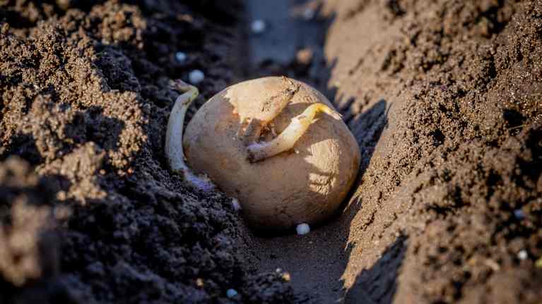 potatis odling
