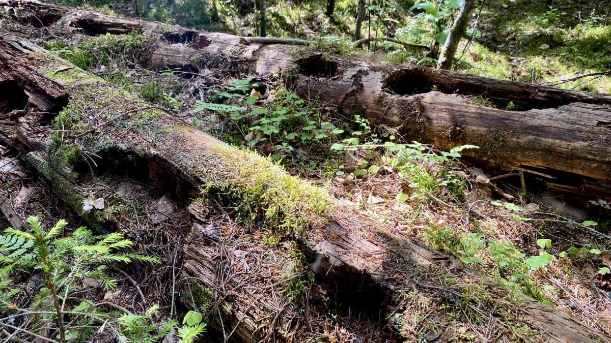 Vanhoja kaatuneita puita täynnä hyönteisten, lintujen tai muiden eläinten kaivertamia koloja.