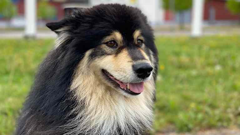 Finsk lapphund tittar in i kameran.