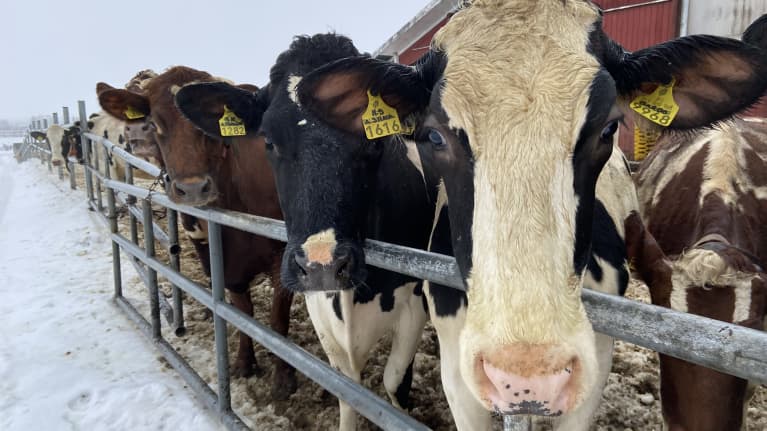 Cows outside in winter.
