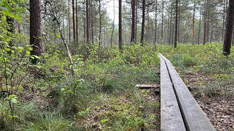 Tukevat puiset pitkospuut suopohjaisessa mäntymetsässä.