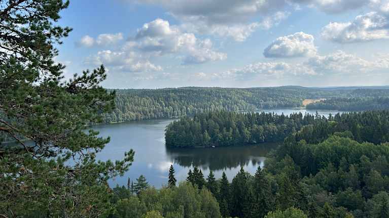 Vy över vatten i en skog.