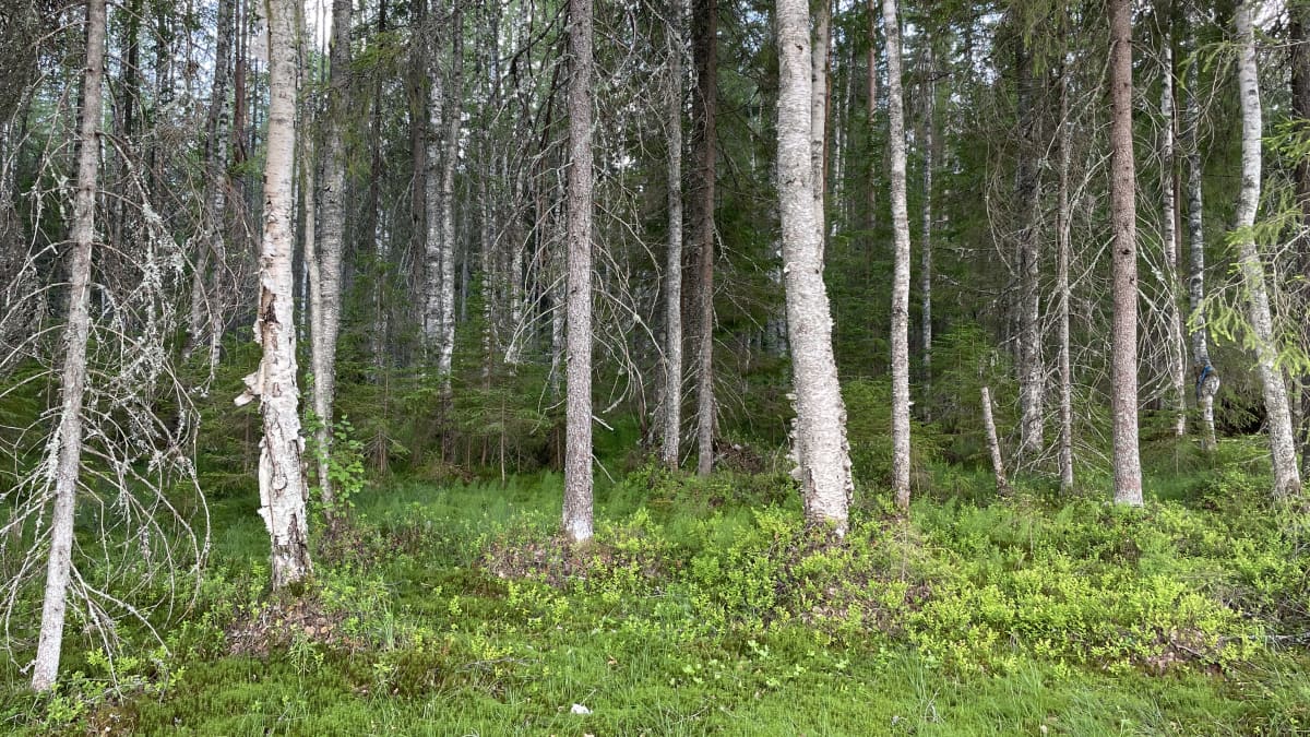 Kosteaa rämeikköä Kesälahden Viklasuolta, lahoutuvia koivuja ja kitukasvuisia kuusia sekä rehevää sammalikkoa ja varvikkoa maanpohjana.