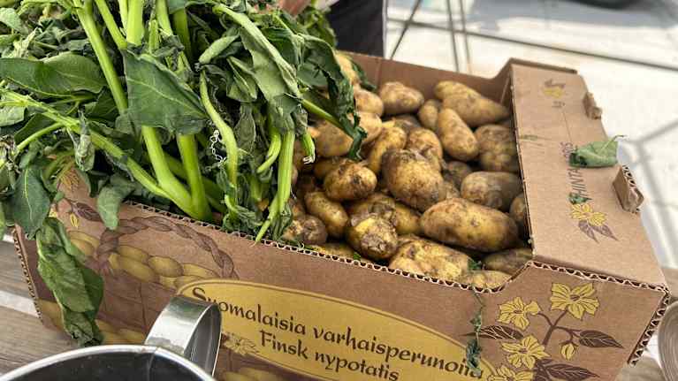 Finsk nypotatis på Ekenäs torg. Potatisen skyddas med grön blast, på grund av hetta och starkt solljus. Syns lite händer.