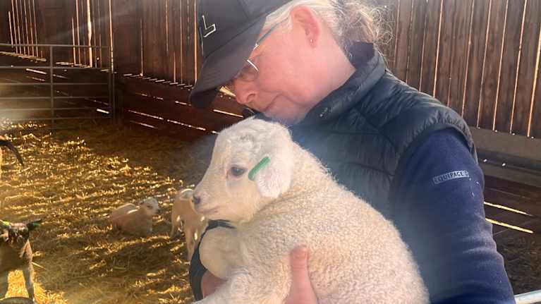 Ett lamm i Nina van der Pals famn i fårhuset på Laxpojo gård. 