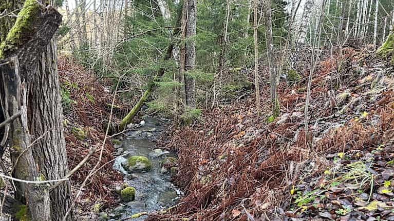 En liten bäck rinner genom en skog med både barr- och lövträd. Marken är täckt av bruna, fallna löv och det finns några gröna mossbeklädda stenar i bäcken.