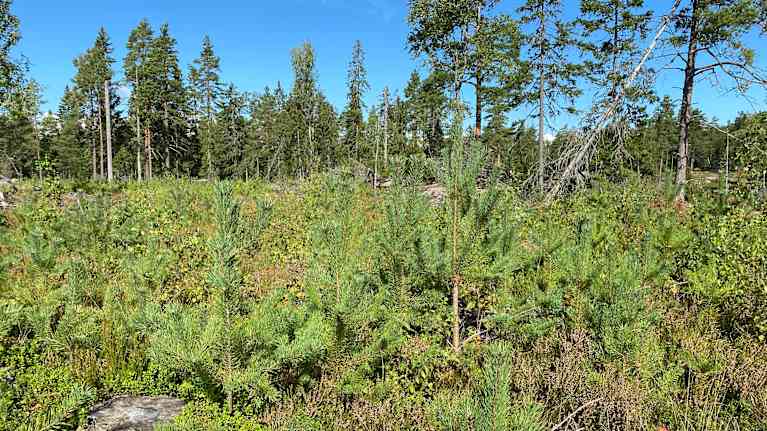 plantor och kvarlämnade träd