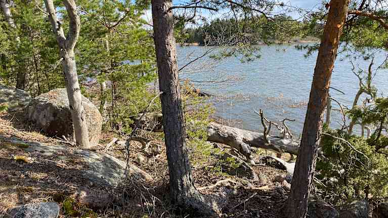 Levande och döda tallar och andra träd på en strand. Berg och stenar. Sol, vår.