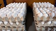 Photo shows eggs in cartons.