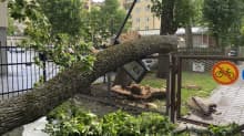 Iso puu kaatui Turun keskustassa aidan päälle.