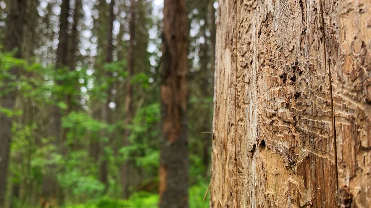 Kirjanpainajakuoriaisten aiheuttamat tuhot kasvaneet Kaakkois-Suomessa ...