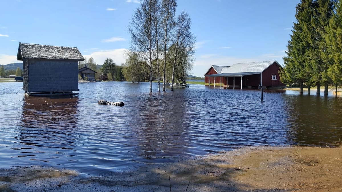 Kevättulvaa Pellon Juoksengissa 19.5.2023, punainen talo on tulvavedessä. 