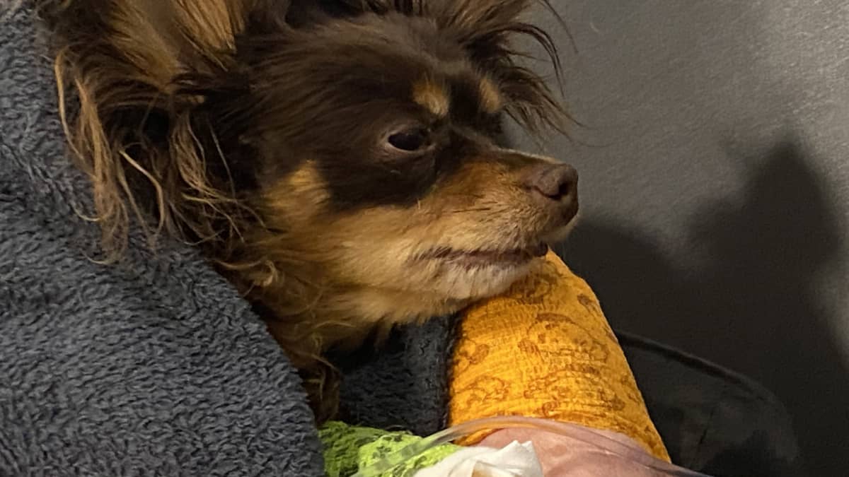 Koirahyökkäyksessä loukkaantunut Luca-koira eläinlääkärissä.