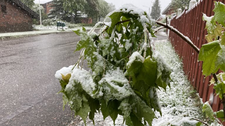 Vaahteranlehtiä, joiden päällä on lunta. 