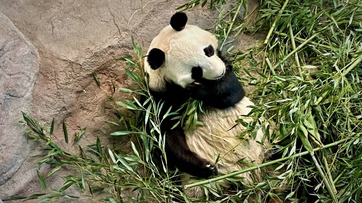 Panda syö bambua Ähtärin eläinpuistossa.