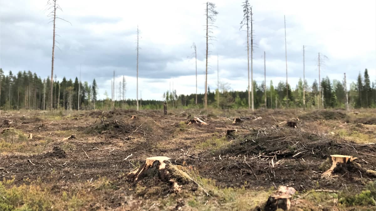 Hakkuuaukko, jonne jätetty pystyyn muutamia säästöpuita. Maassa puunkantoja ja hakkuutähteitä.