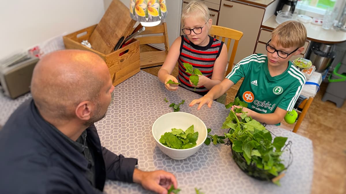 Tre personer sitter vid ett matbord och rensar spenat.
