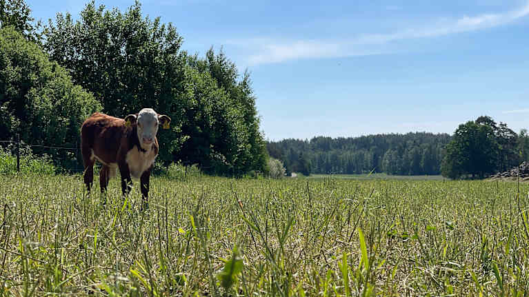 En ko på bete.