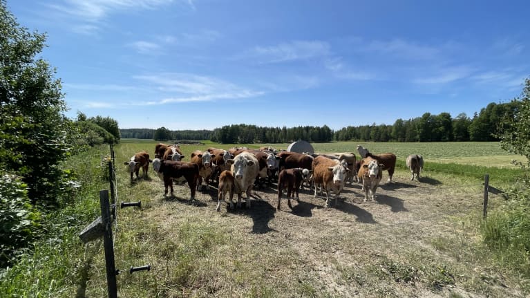 En klunga kor. 