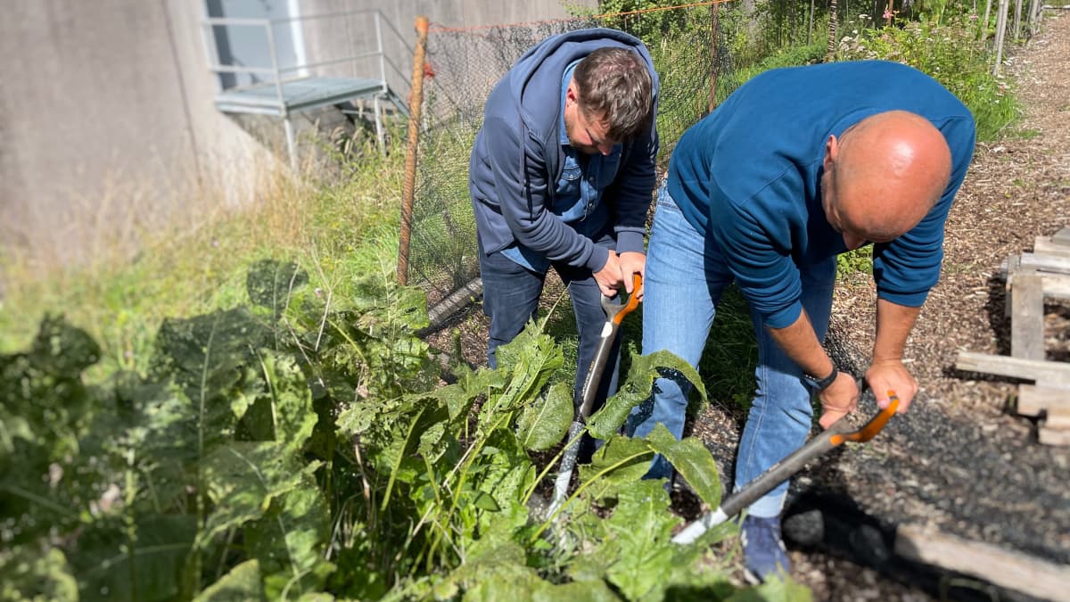 Två män gräver i ett grönsaksland