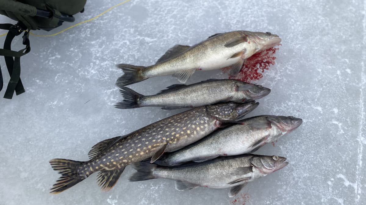 Pike and pike catch from Leppävedi in Lauka last January Photo: Timo Hytönen / Yle