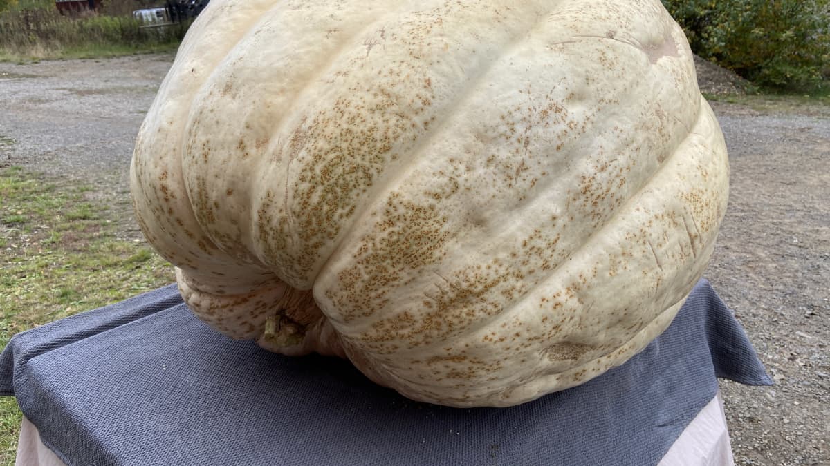 Valtavan iso harmaankellertävä kurpitsa pöydällä. 