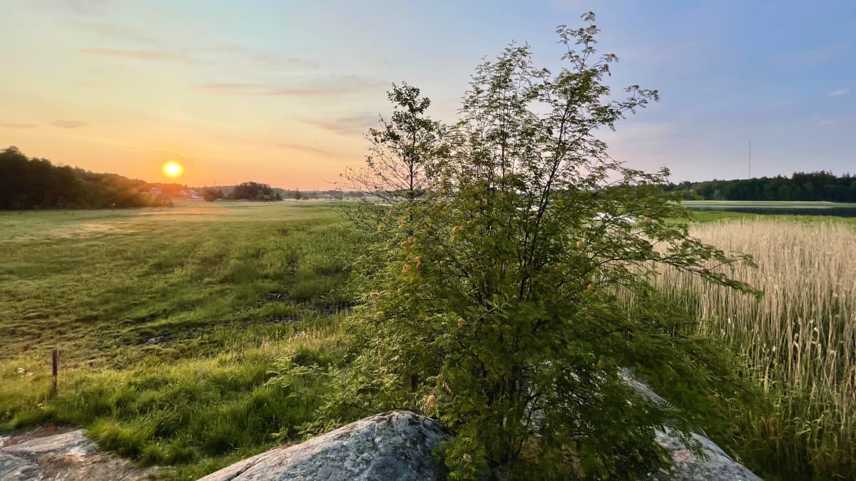 Varhaisaamun auringonnousu Turussa. Peltomaisemaa, iso kivi ja lehtipuita. 