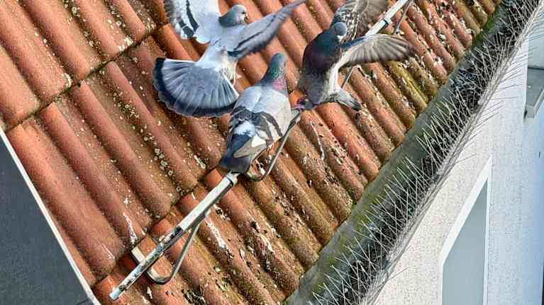 Kolme värikästä pulua kisailemassa katon kaiteella, alapuolella räystään reunalla piikkejä estämässä niiden laskeutumista.