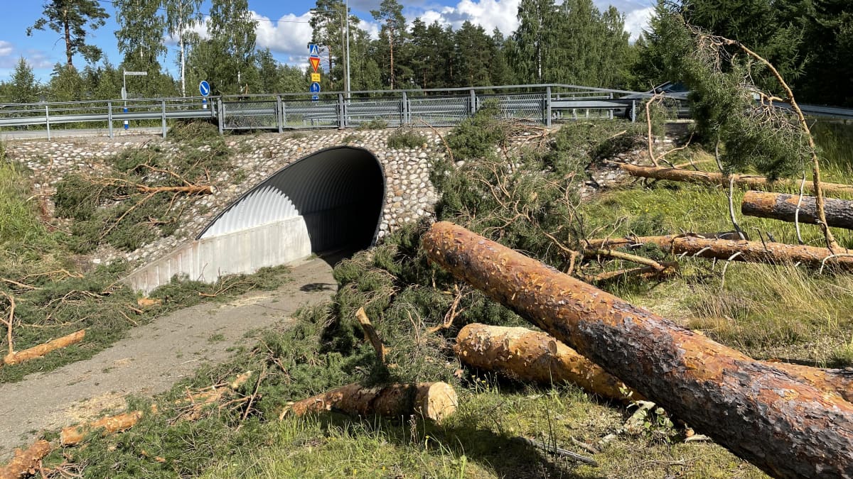 Tuulen taivuttamia ja kaatamia puita Joensuun Marjamäessä. 