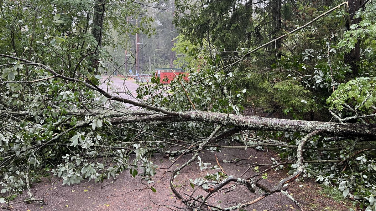Myrskytuhoja Helsingissä. Kaatunut puu. 