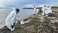 Valkoisiin WWF:n haalareihin pukeutuneet vapaaehtoiset putsaavat käsin ja lapioin hiekkarannalta valkoisia öljypaakkuja.