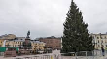 Tyhjä, juuri ylös nostettu, joulukuusi seisoo Senaatintorilla pilvisenä päivänä.