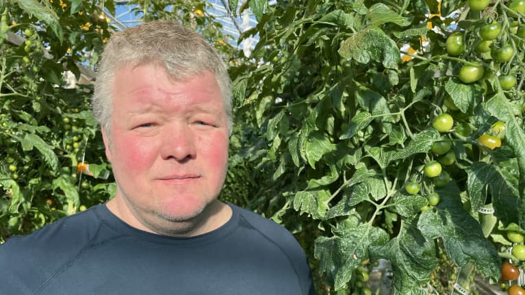 En man med kort hår står intill tomatplantor. Små gröna tomater hänger ur plantorna.