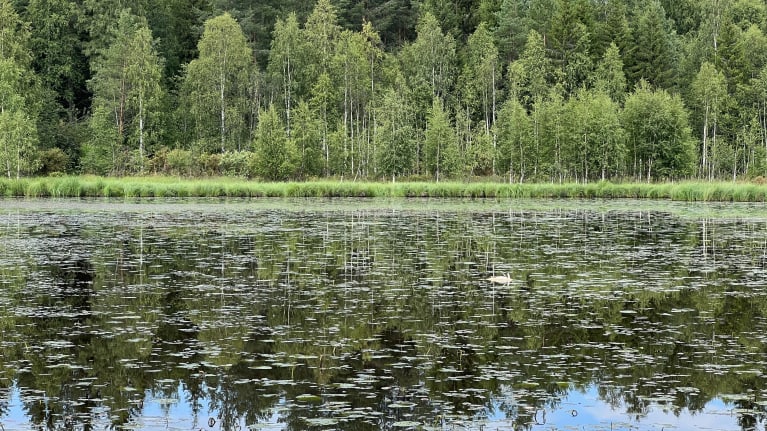 Ohikulkija luuli kuolleita kaloja kuolleiksi lokeiksi, ja Kainuussa ...