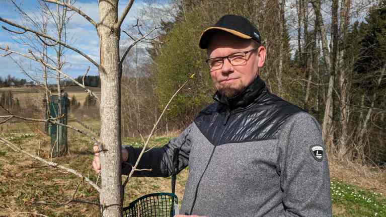 Siemen Forelian toimitusjohtaja Mikko Pulkkinen ja Hollolan siemenviljelmällä kasvava vaahtera.