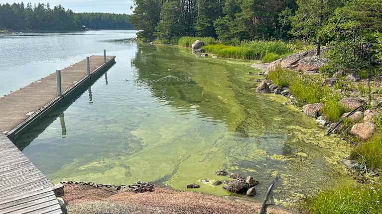 Sinilevää rannalla laiturin vieressä.