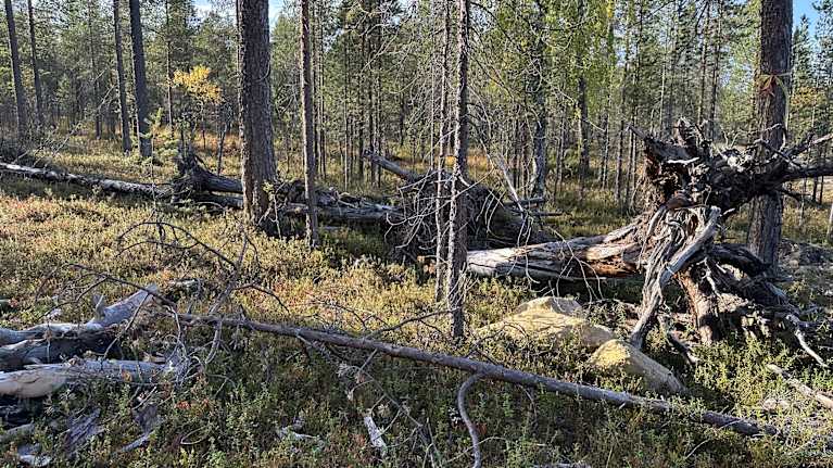 Metsää Inarissa. 