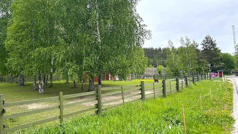 Lähikuvassa on eläinaitaus, jossa on kaksi aasia. Aitauksen vieressä on nurmikkoa. 