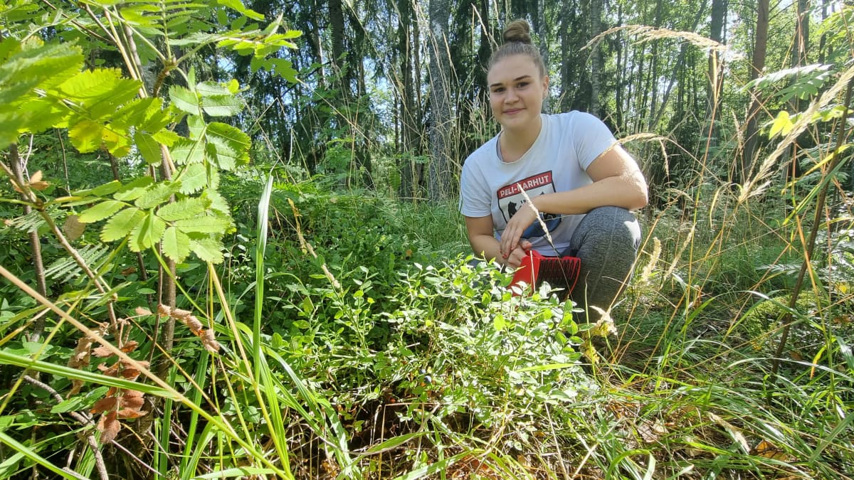 Lotta Vehka-aho poimii mustikoita marjanpoimurilla.