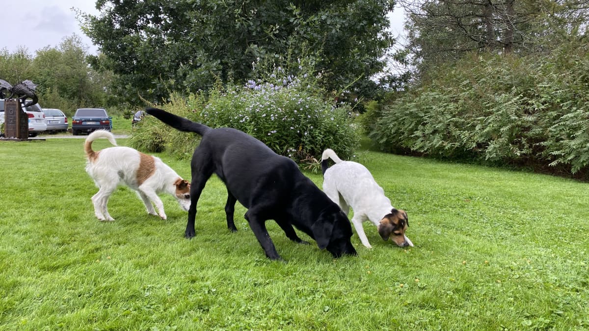 Kolme koiraa nuuskii innokkaasti nurmikkoa löytääkseen heille heitettyjä koiran raksuja.