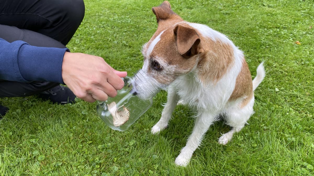 Koira nuuskii lasipurkissa olevaa sientä. Kyse on hajutyöskentelyharjoituksesta.
