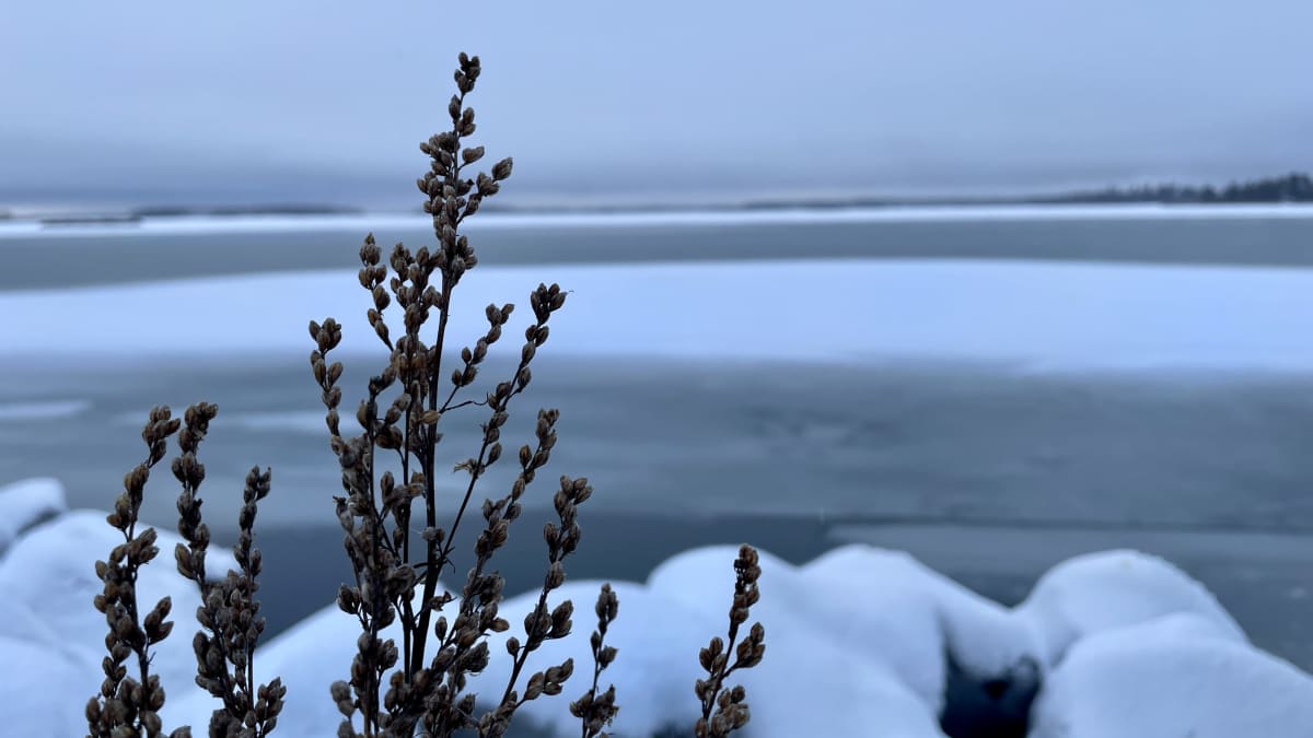 Merijää on vielä ohutta. Kuvituskuva. Kuva: Jarkko Heikkinen / Yle