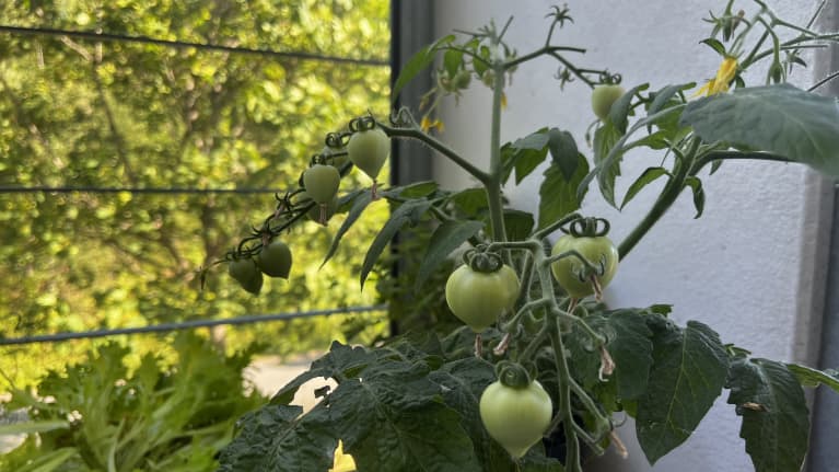 Tomaattikasvi jossa vielä raakoja ja vihreitä tomaatteja.