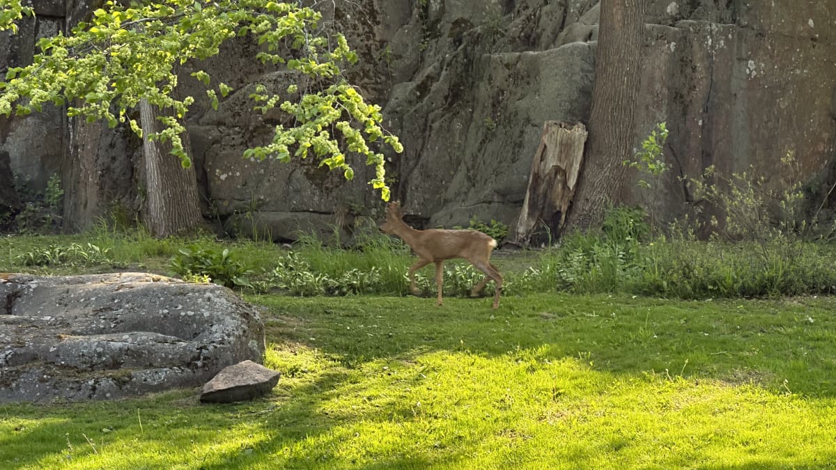 Kauris tai peura liikkuu Helsingin Kaivopuiston alueella viheriköllä. Eläimen ympärillä nurmikkoa, puita ja kalliota.